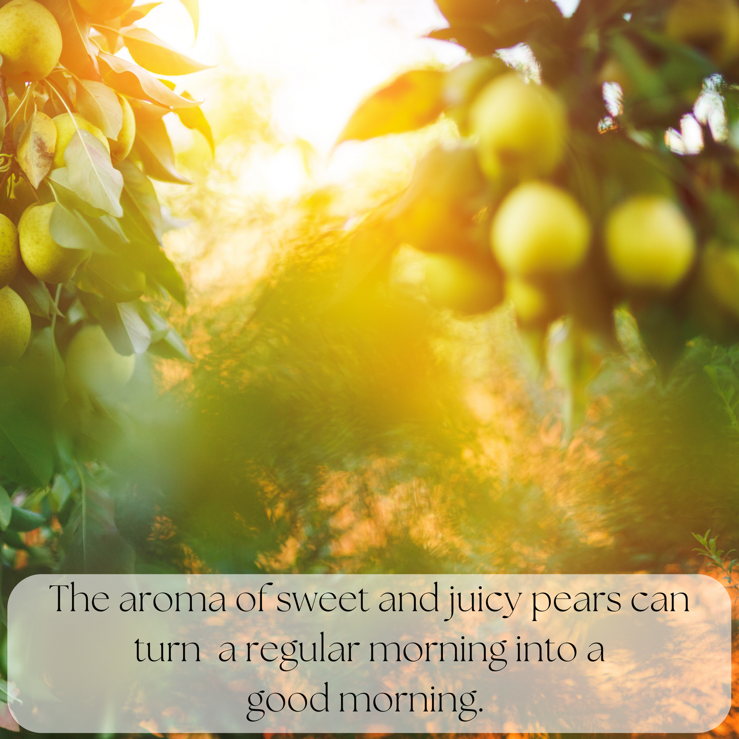 Good Morning - Wax Melts